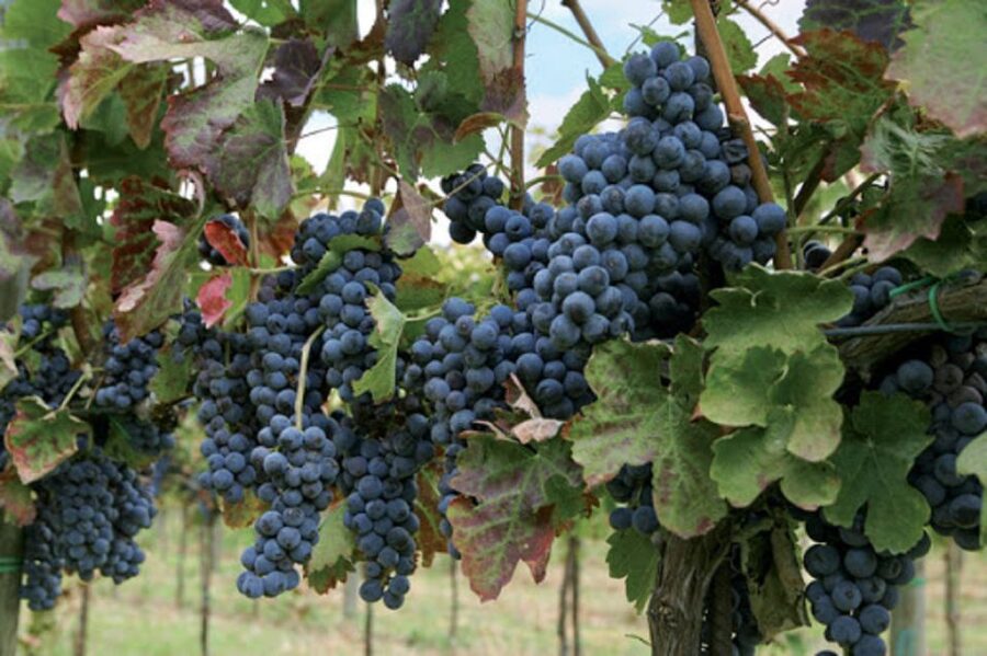 Wine Tasting Experience on the slopes of Vesuvius - Walking through a Vesuvius vineyard